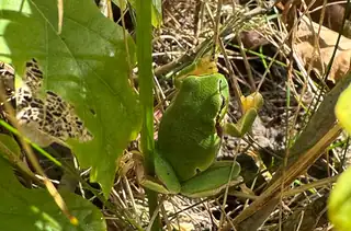 Kommentierter Spaziergang - Wasserleben und invasive Arten in der Natur