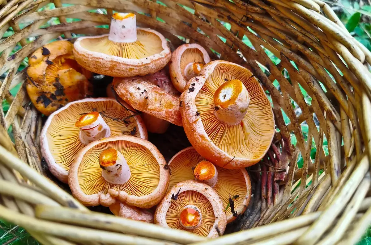 Exhibition of Mushrooms, Regional Produce and Autumn Decorations in Bělá nad Radbuzou — Městská stodola, Bělá nad Radbuzou