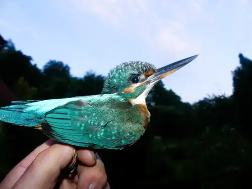 Co kvete a žije za humny aneb Fauna a flóra Bělohradska