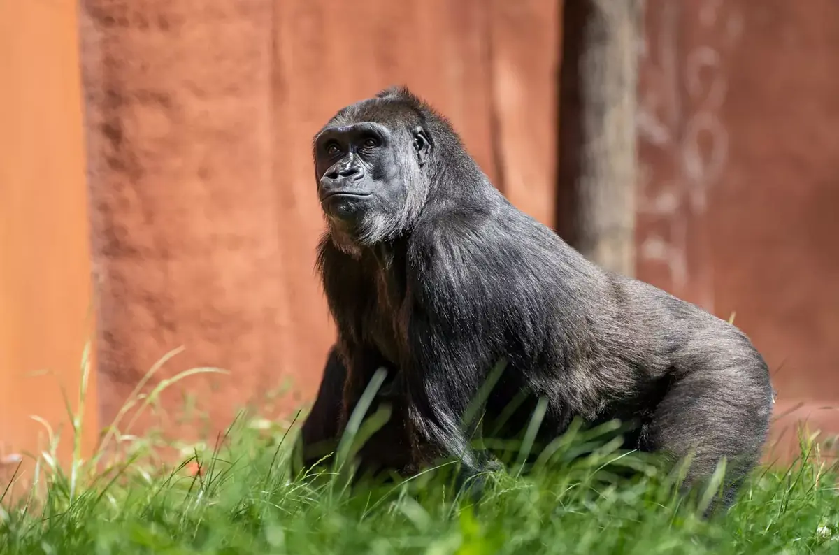 Světový den goril v Zoo Praha 2026 — Zoologická zahrada hl.m.Prahy, Praha