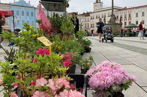 Nový Jičín Flower Market