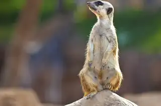 Kommentierte Fütterungen im Zoo Olomouc 2026