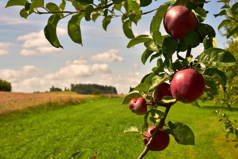Díkčinění — Husův Chrám, Plzeň