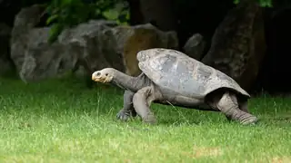 Tag der Schildkrötenhalter