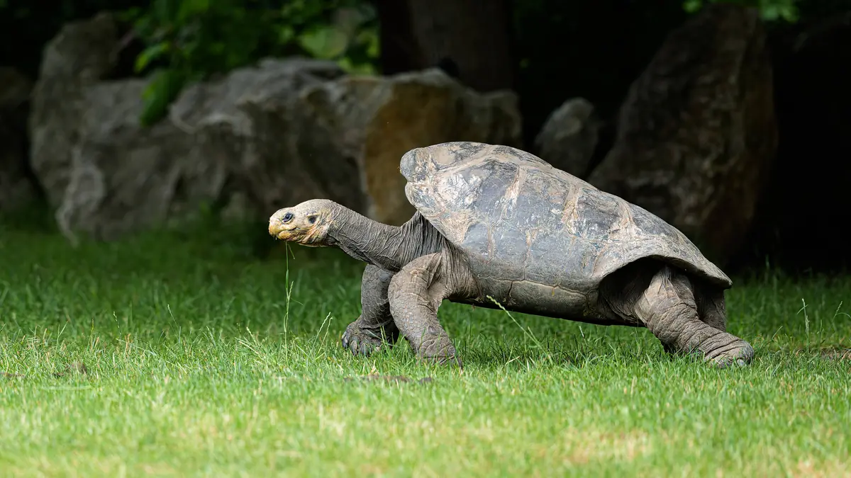 Den chovatelů želv — Zoologická zahrada hl.m.Prahy, Praha