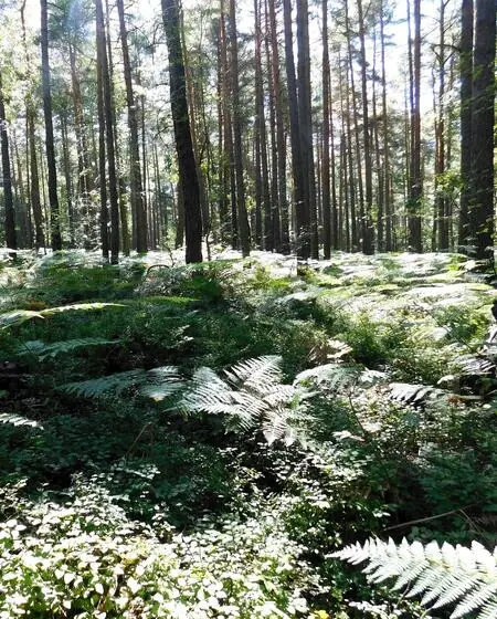 Excursion into the Forests and Groves of Český Ráj — Czech Paradise Association, Turnov