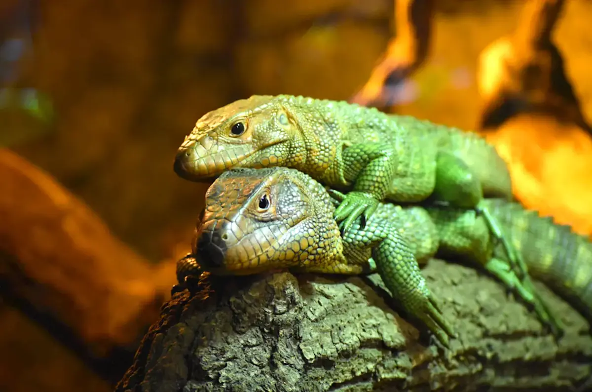 Světový den zvířat  v Zoo Zlín 2026 — ZOO a zámek Zlín-Lešná, Zlín