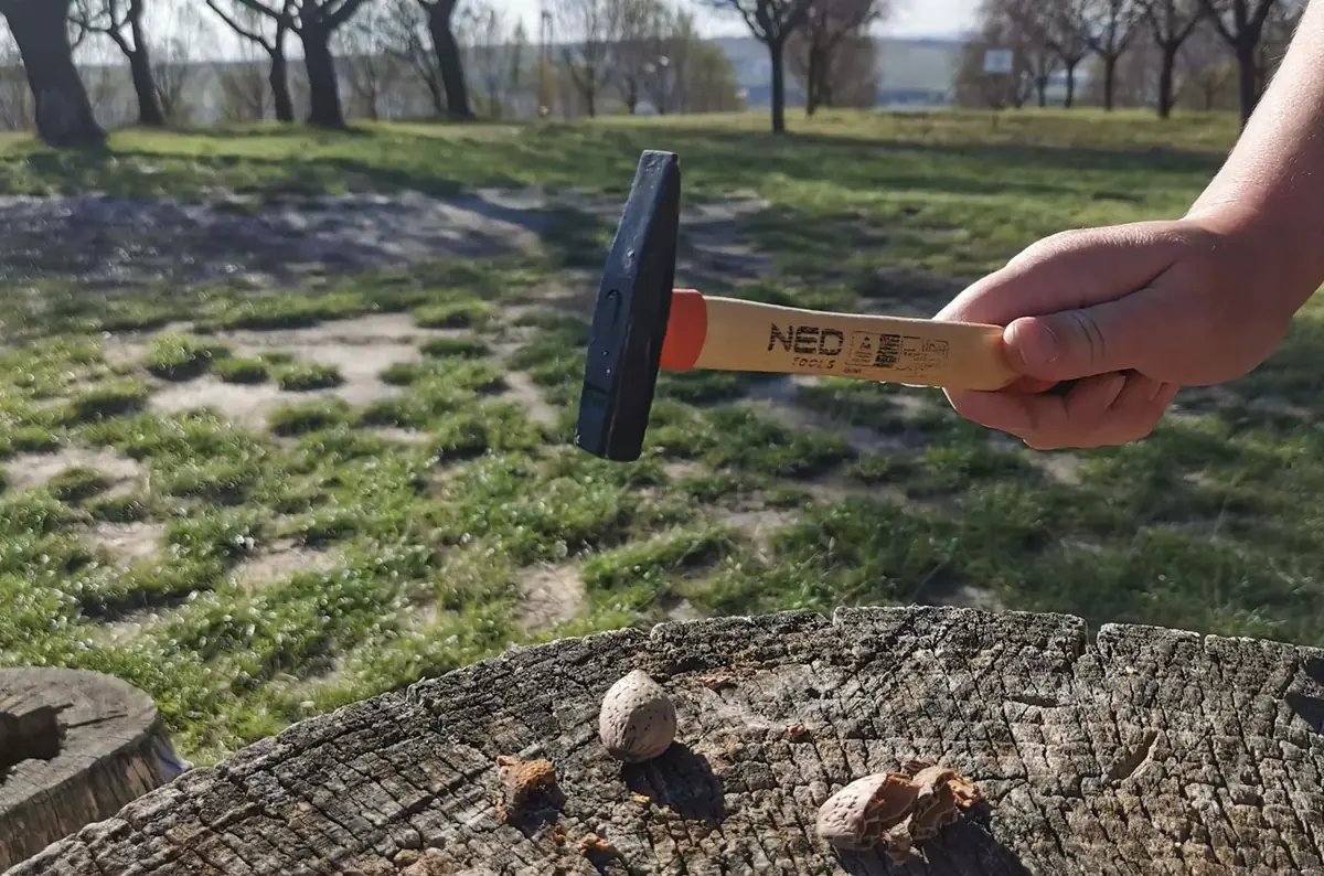 Mandlobraní Hustopeče 2026 — Mandloňové sady Hustopeče, Hustopeče