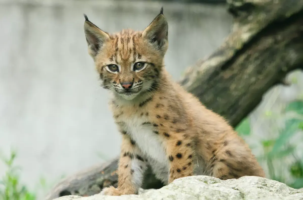 Den zvířat v Zoo Hluboká 2026 — Jihočeská zoologická zahrada Hluboká nad Vltavou, Hluboká nad Vltavou