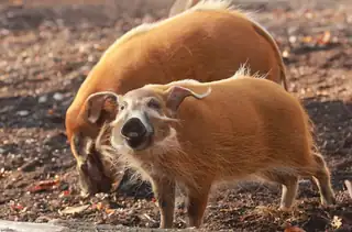 Hagebutten-Herbst im Zoo Ostrava - Sammelwettbewerb für Herbstfrüchte 2026