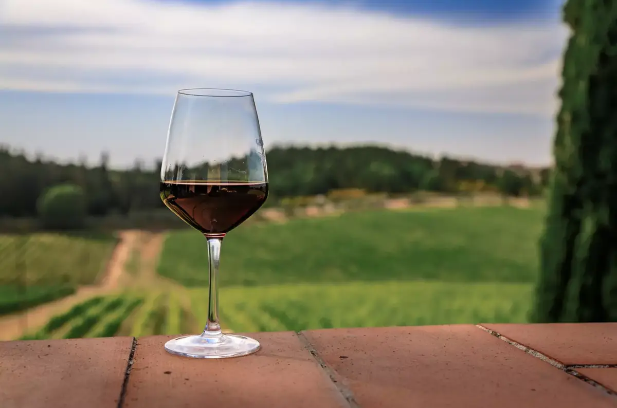 Виноградник в Чешской Требовой 2026 — Vinobraní, Ческа-Требова