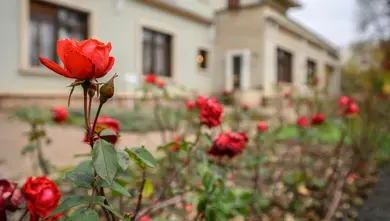 Floristická soutěž "Brněnská růže 2026" ve vile Stiassni — Vila Stiassni, Brno