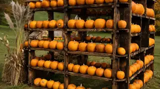 Halloween na výstavě dýní