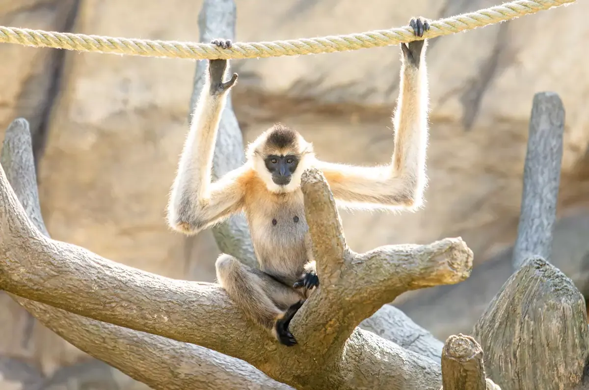 Den zvířat v Zoo Ostrava 2026 — Zoologická zahrada Ostrava, Ostrava