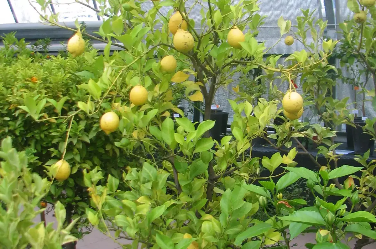 Výstava citrusů v Praze 2026 — Botanická zahrada Přírodovědecké fakulty Univerzity Karlovy, Praha