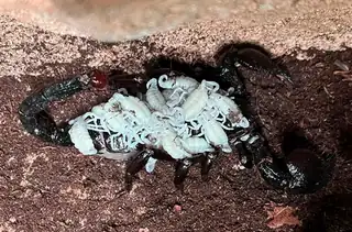 Kaiserskorpion-Babys im Zoo Ostrava