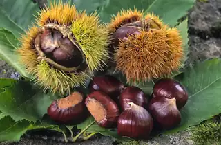 Chestnut Harvest Festival in Nasavrky 2026