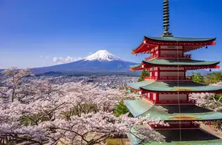 Nach Japan - Nicht nur wegen der Kirschblüten