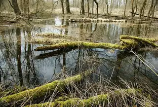 A3V: Францішек Бездек - Затоплення лісу Кнежпольського