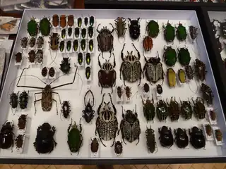 Entomological Fair