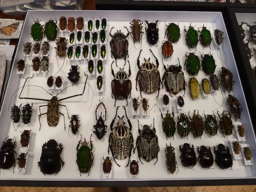 Entomological Fair — KD Barikádníků, Prague