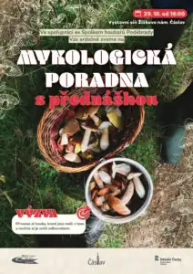 Мікологічна консультація