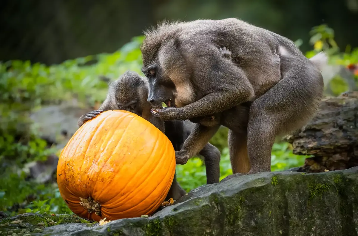 Týden duchů v Safari Parku Dvůr Králové 2026 — Safari Park Dvůr Králové, Dvůr Králové nad Labem