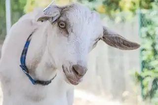 Goat Afternoon at Dvorek