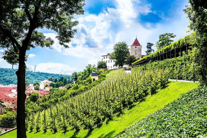 Prague Vineyards — Prague