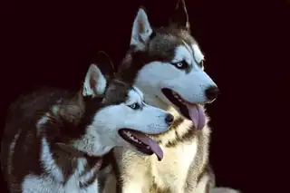 International Dog Show