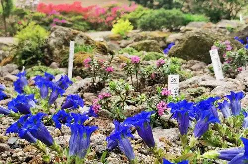 May Alpine Plant Exhibition at Karlovo Square in Prague 2026