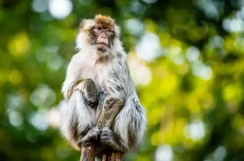 Komentovaná krmení v Zooparku Chomutov 2026