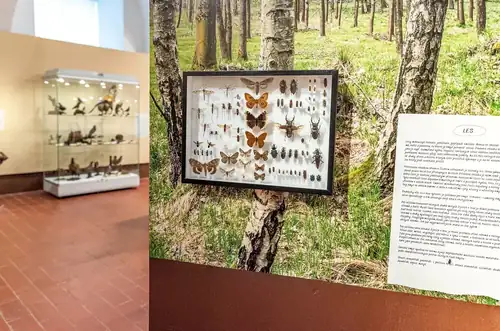 Insects – Beauty and Wealth of the Czech Central Highlands