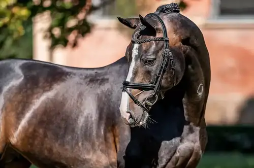 Spring Guided Tours at the Písek State Stud Farm in 2026