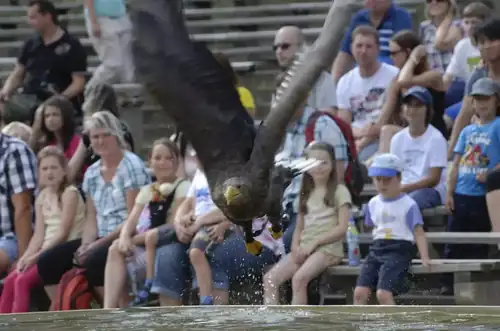 Falconry Demonstrations at Plzeň Zoo