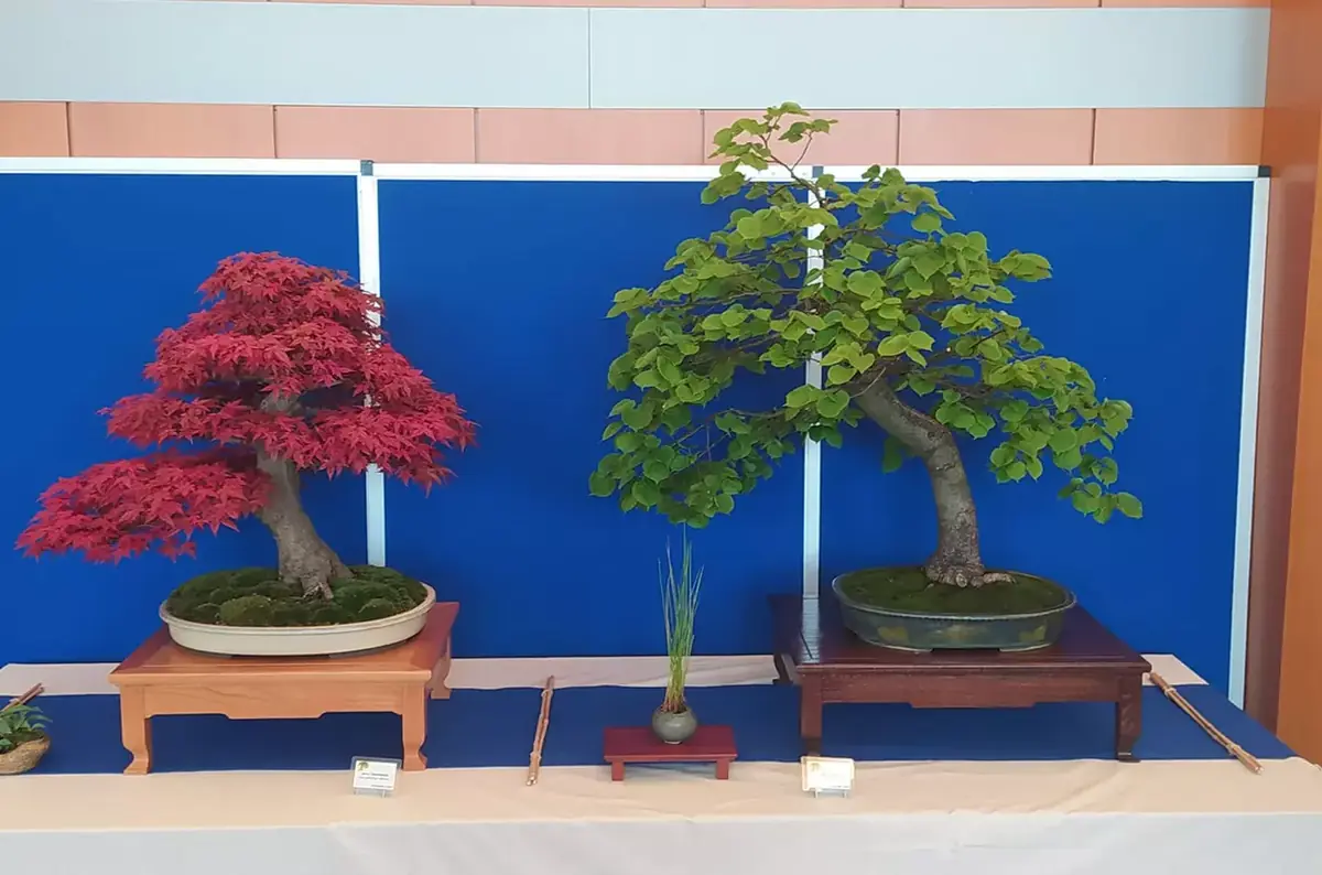 Bonsai-Ausstellung in Třinec — Trisia, Třinec