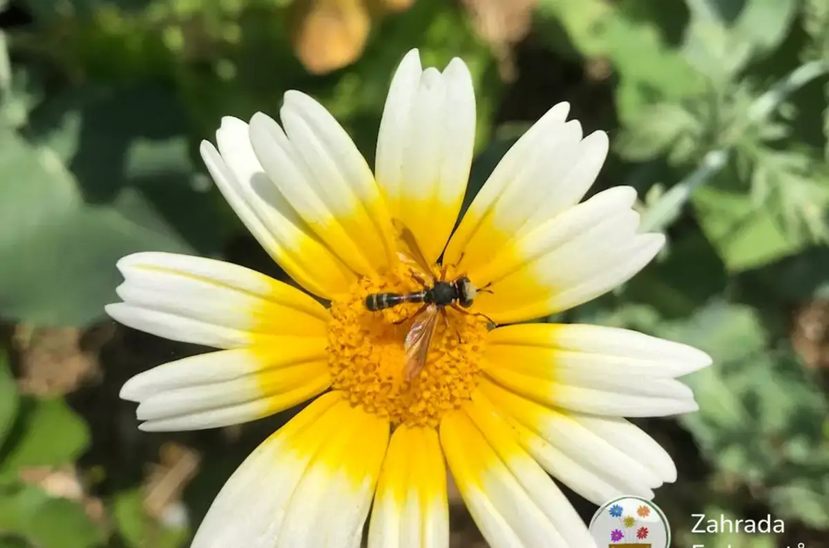 Gärten – Zufluchtsort für Biodiversität oder Quelle invasiver Arten? — ZO Zaječí hora 1 a Botanické procházky, Brünn