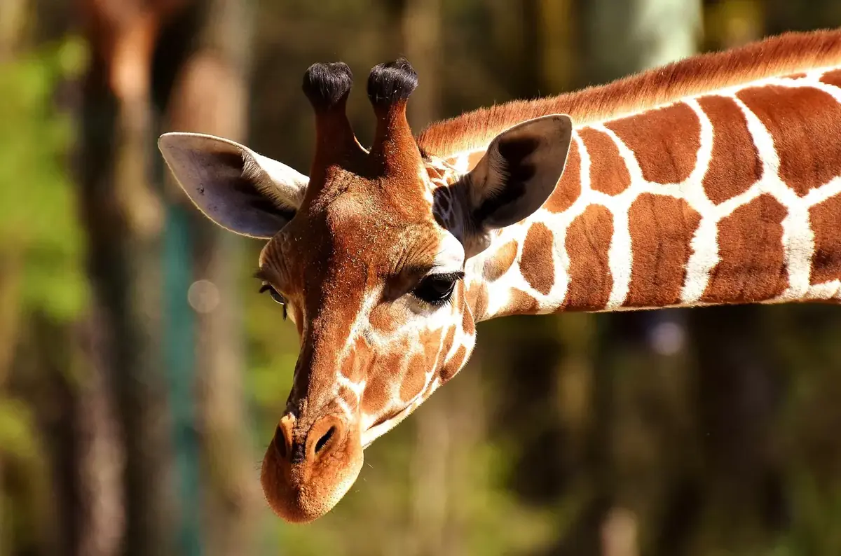 Sommerliche kommentierte Fütterungen im Zoo Olomouc 2026 — Svatý Kopeček, Olomouc