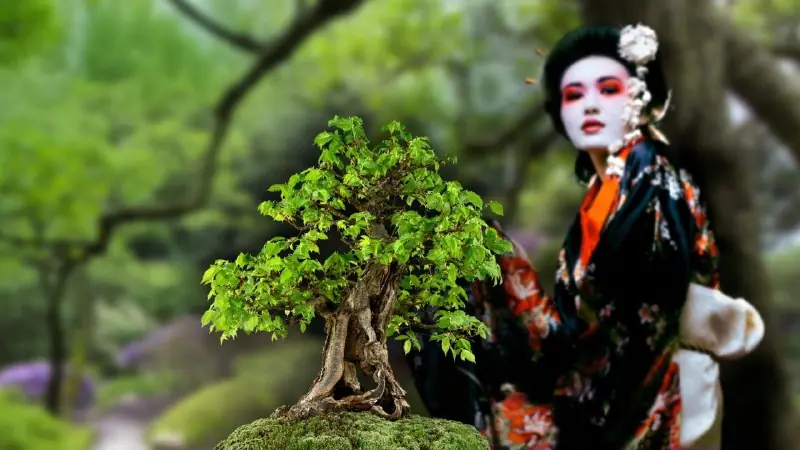 Internationale Bonsai-Ausstellung und Fest der asiatischen Kunst — Botanická zahrada Praha - Troja, Prag