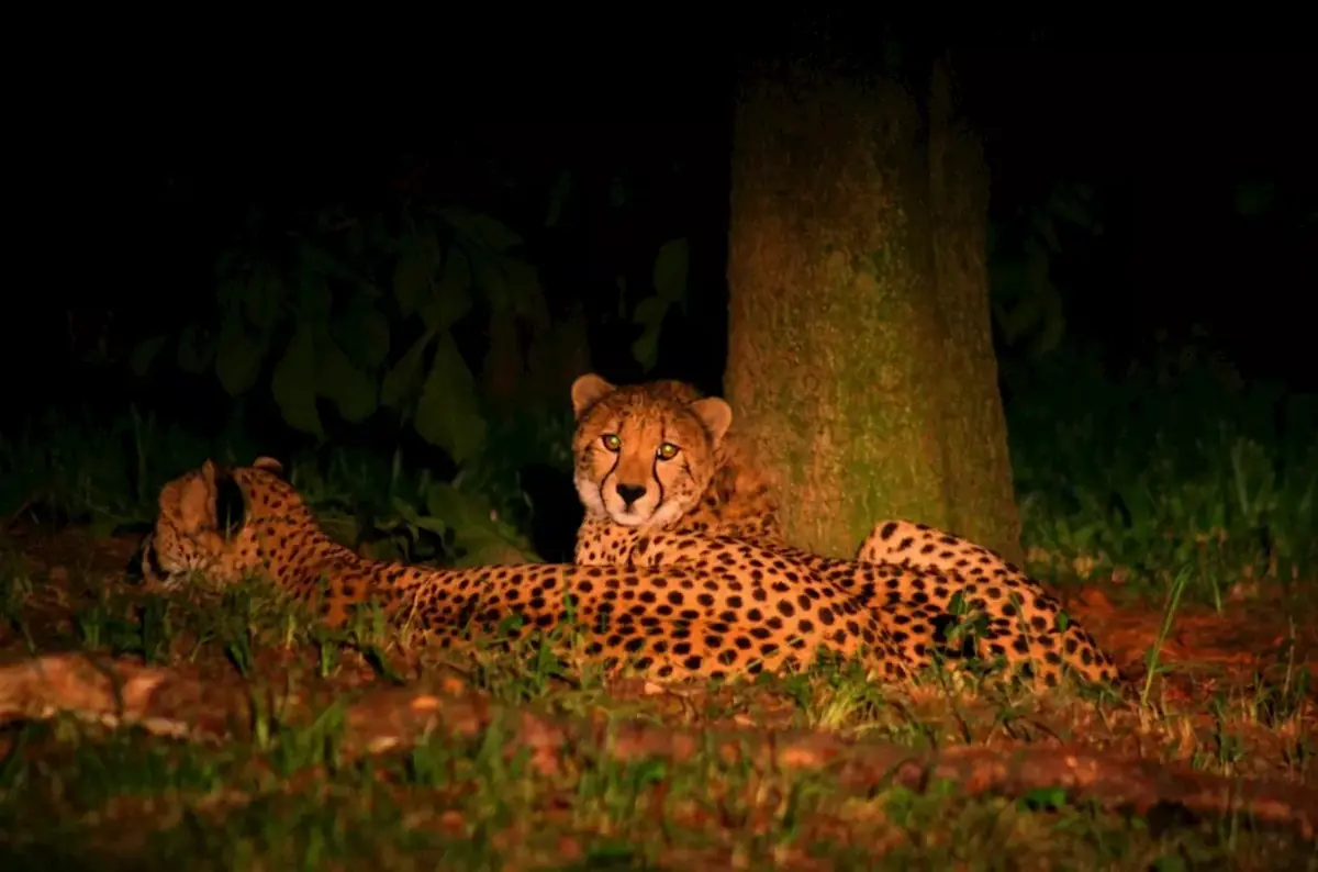 Večerní safari v Safari Parku ve Dvoře Králové — Zoo Dvůr Králové, Dvůr Králové nad Labem
