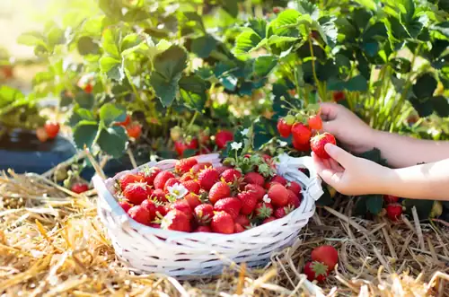 Kunratické jahody – strawberry picking