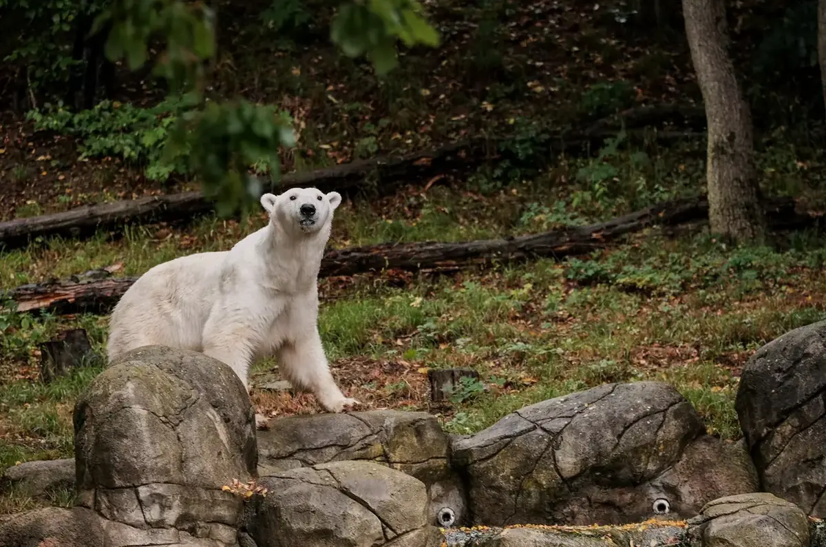 Vítejte, medvědi! – Zoo Brno uvítá tři lední medvědice — Zoo Brno, Brno