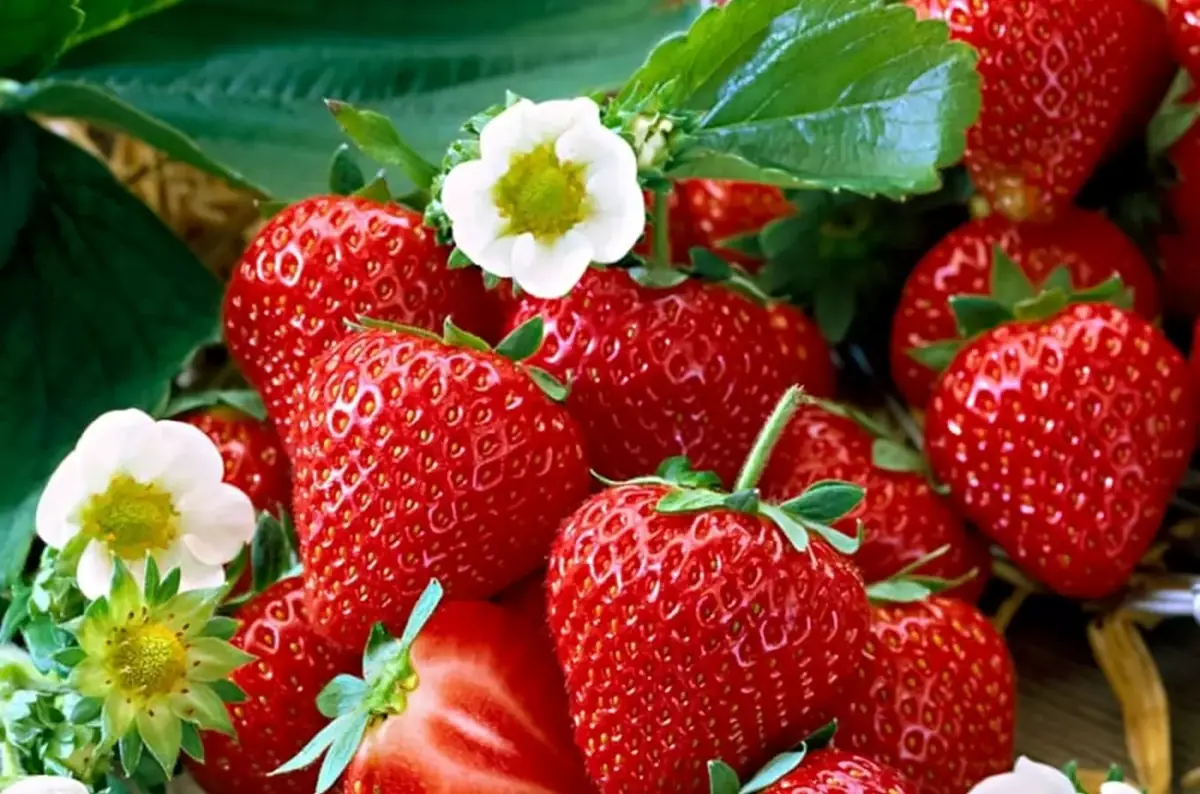 Zeas Obstgarten – Erdbeeren selbst pflücken — Zeas Lysice, Lysice
