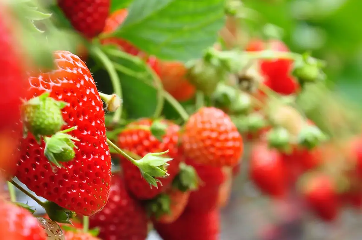 Dostál Strawberry Farms – Pick-Your-Own Strawberries in Moravia — Jahodárna Prostějov, Prostějov