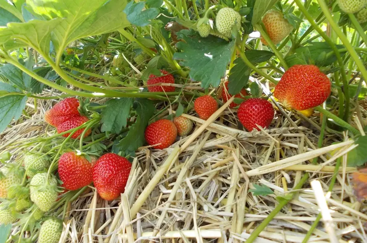 Schwenk Strawberries - Pick-Your-Own Strawberries in Uhříněves — Plantáž Uhříněves, Prague