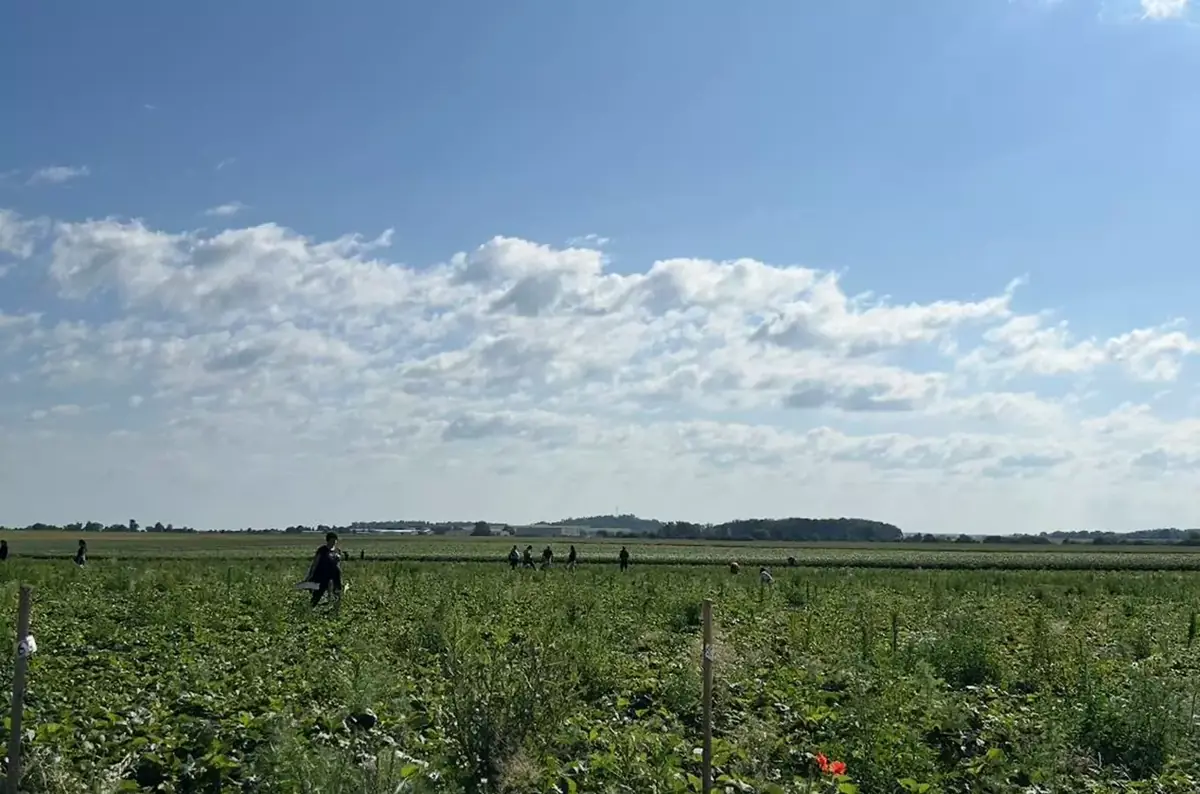 Jahodárna Kouřim – samosběr jahod — Pole za Kouřimí směr Votelež, Kouřim