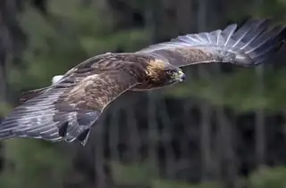 Полёты хищных птиц группы Zayferus на замке Ледница