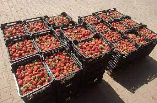 Strawberry Picking - Zelenina Kovář in Kupařovice