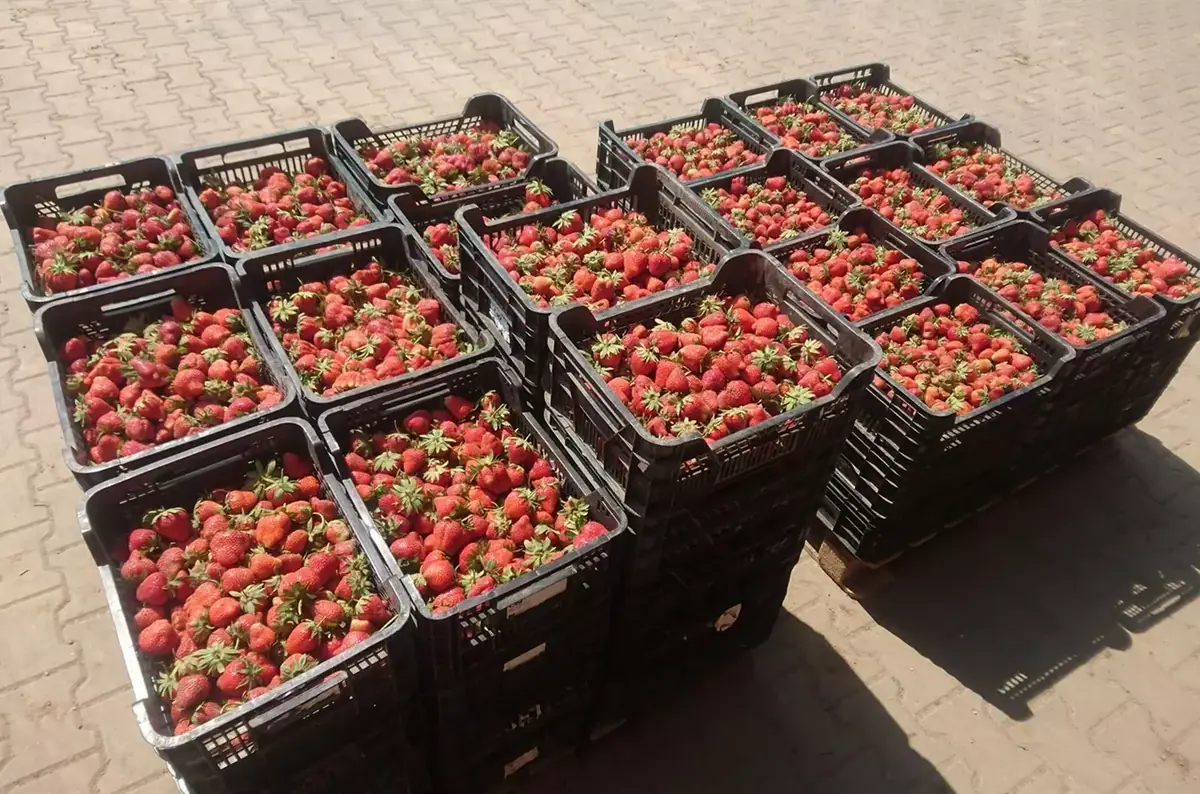 Strawberry Picking - Zelenina Kovář in Kupařovice — Zelenina Kovář, Kupařovice