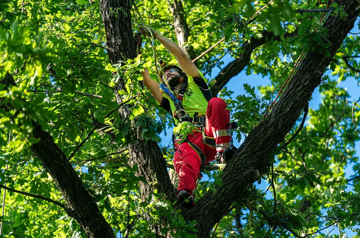 25th Czech Republic Tree Climbing Championship in Načeradec — Zámecký park Načeradec, Načeradec